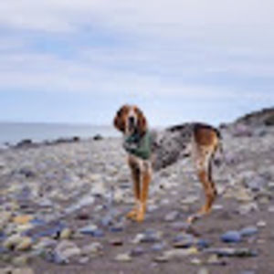 Meet your Posher, Grace